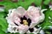 Rockii Peony: FENG HUAN CHAO